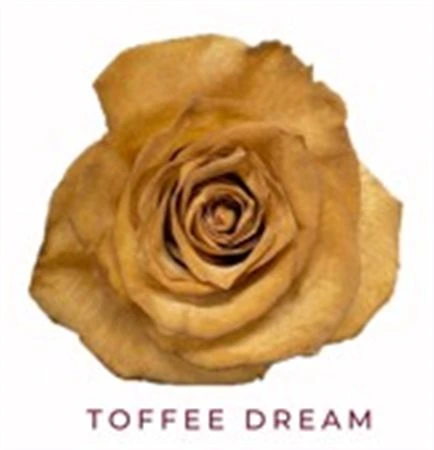 Ruža farbená Toffe Dream, Ekvádor 50 cm