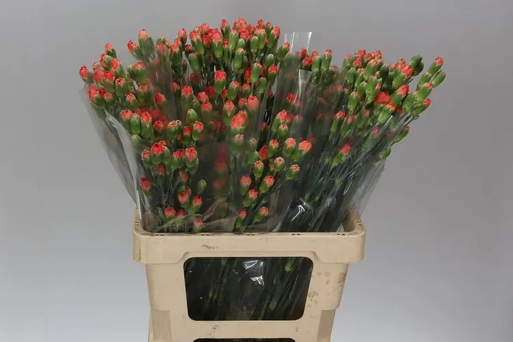 Karafiát trsový Orange 65 cm