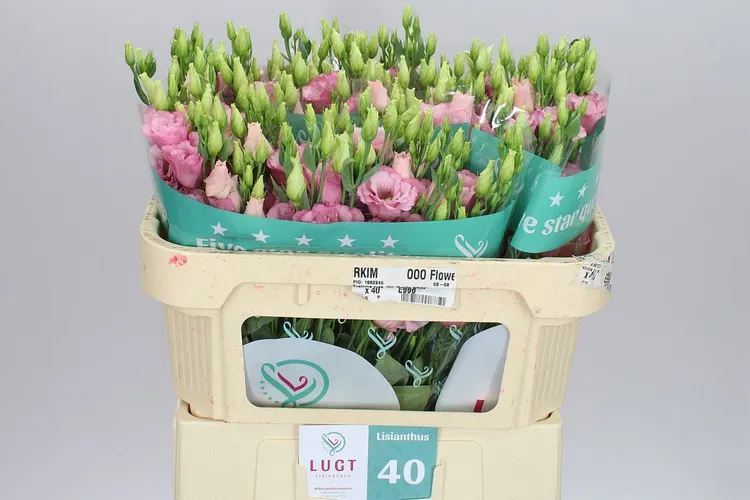 Eust Du Lisanne L Pink 72 cm