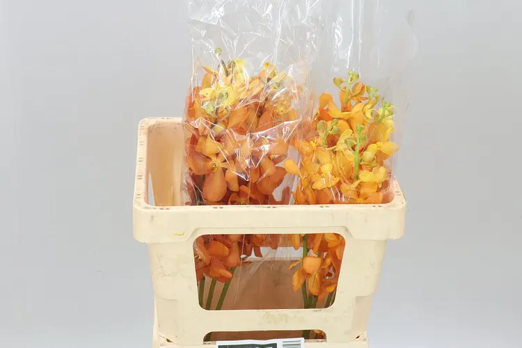 Mok New Orange L 55 cm