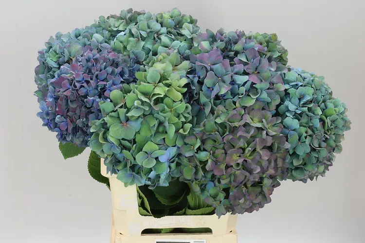 Hortenzia Pimpernel Classic 65 cm