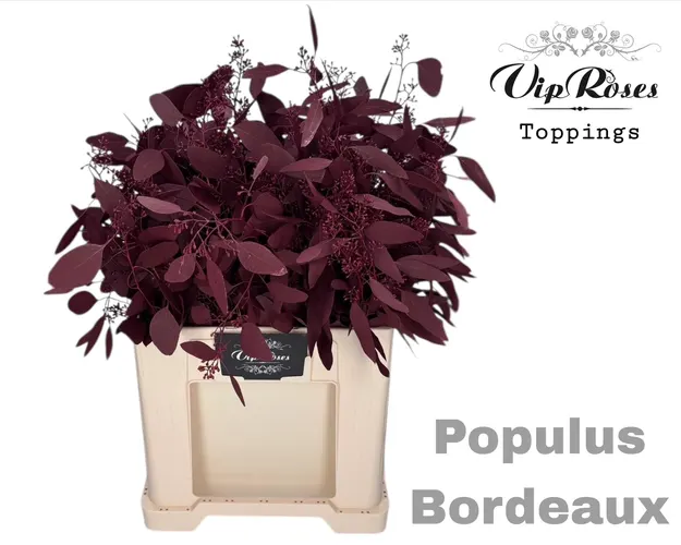 Eukalyptus Populus Bes Bordeaux 65 cm