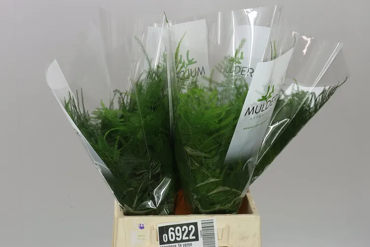 Asparagus 1e Veren 45 cm