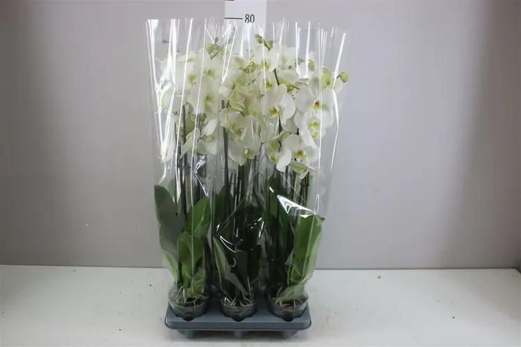 Orchidea Phalaenopsis biela, 4 výhony črepník 12 cm