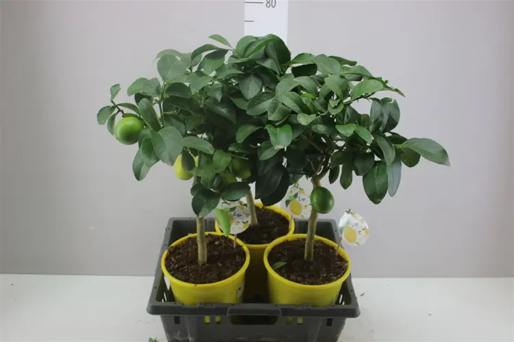 Citrus Limon na kmienku črepník 21 cm