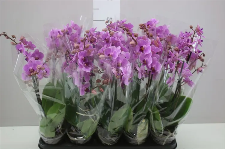 Orchidea Phalaenopsis Mtfl ružová, 2 výhony črepník 12 cm