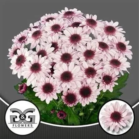 Chr T Stresa 70 cm
