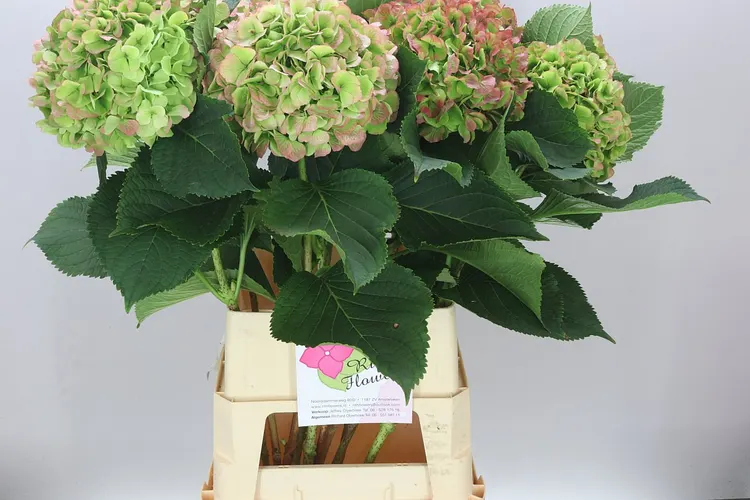 Hortenzia Verena Green Red Classic 100 cm