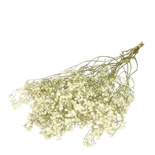 Sušená gypsomilka biela 70 cm, 50 g