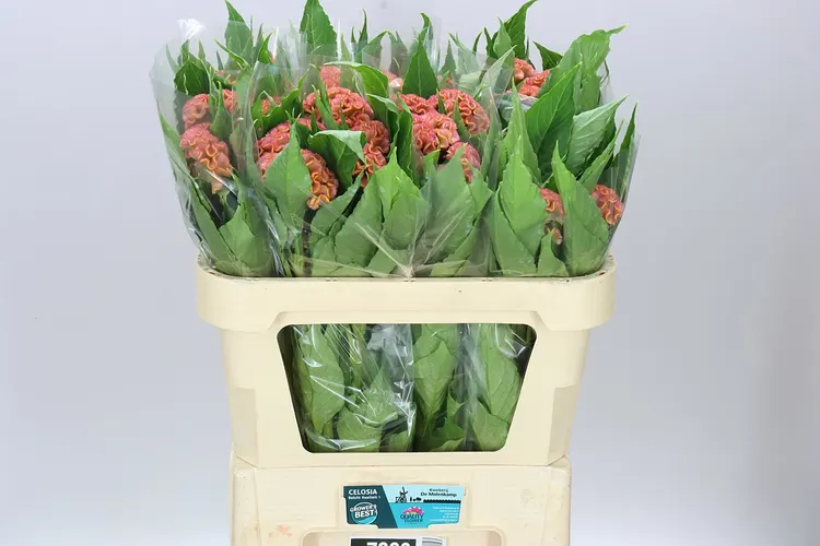 Celosia C Act Ziva 75 cm