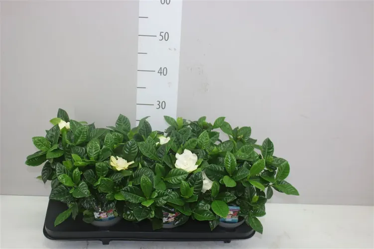 Gardenia Jasminoides črepník 13 cm