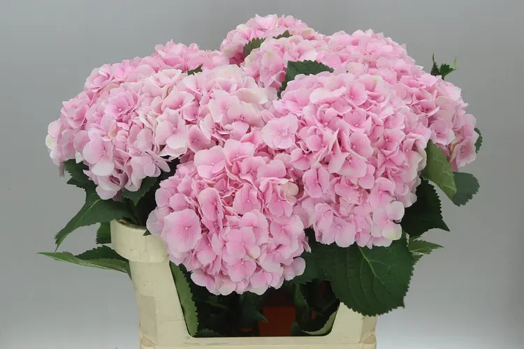 Hyd Verena Pink Pale 80 cm