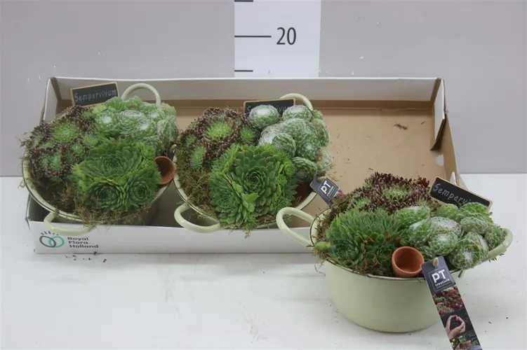 Arr Sempervivum In Zink Groen črepník 26 cm