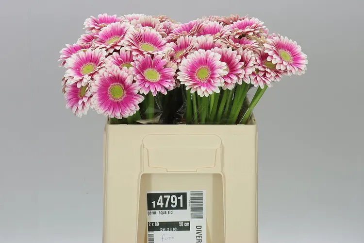 Germini Aqua Sid 50 cm