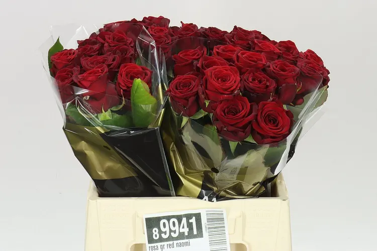 Rosa Gr Red Naomi Marjo Xl 40 cm