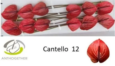 Anth Cantello