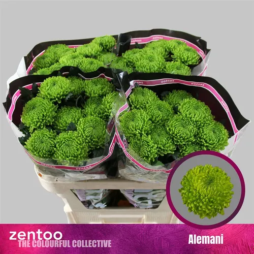 Chryzantéma veľkokvetá Alemani 70 cm