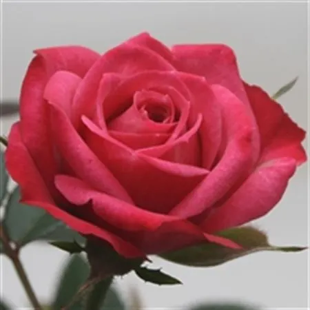 Rosa Jewel Purple črepník 10 cm