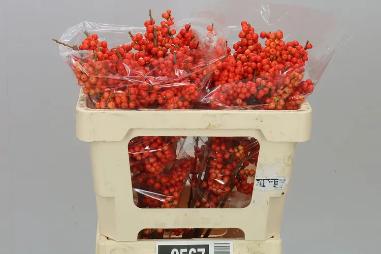 Ilex Magical Times 50 cm