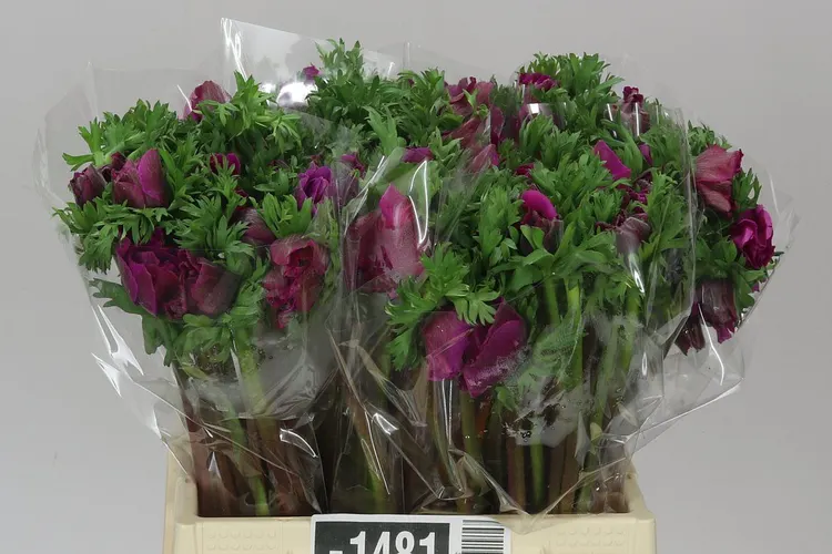 Anemonen Mistral Cerise 40 cm