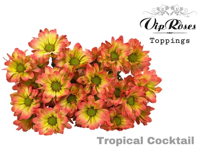 Chr T Tropical Coctail 65 cm