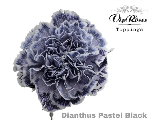 Di St Pastel Black 60 cm