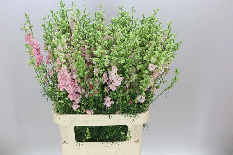 Delph Aj Pink Pale 90 cm