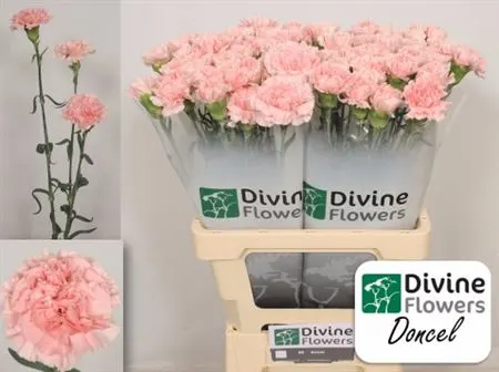Di St H. Pale Pink 60 cm