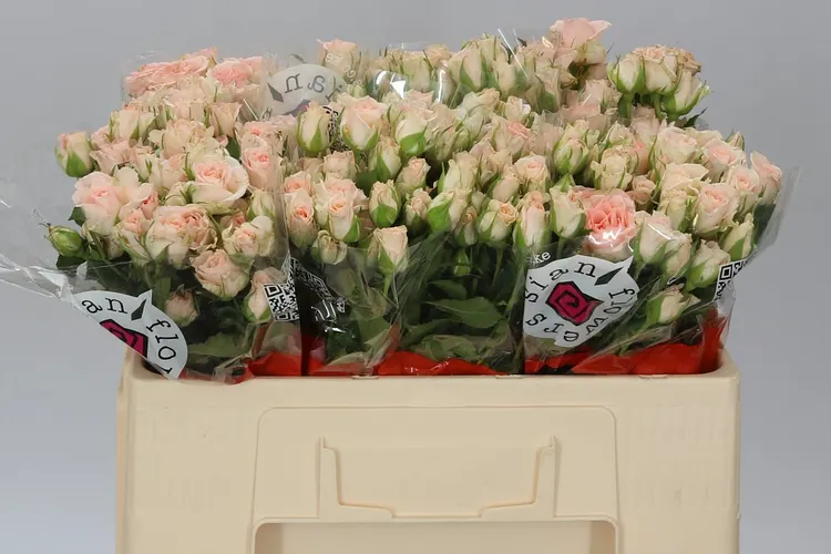 Rosa Tr Sweet Sara 50 cm