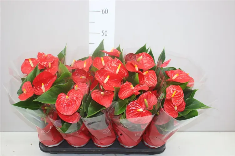 Antúrium Esudo črepník 12 cm