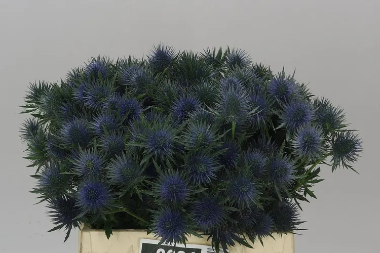Eryngium Magnet 40 cm