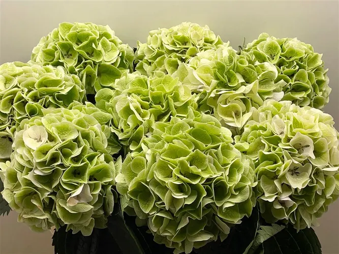 Hortenzia Verena Green Lime Classic 80 cm
