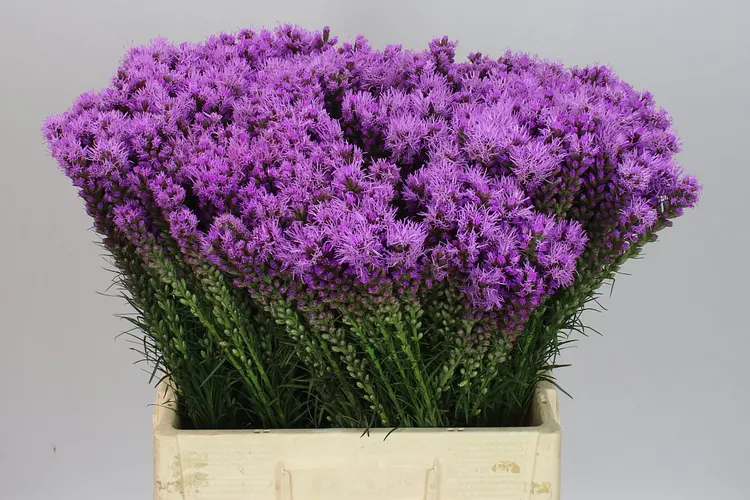 Liatris Callilepis 60 cm