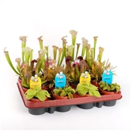 Vleesetende Planten Mix črepník 9 cm
