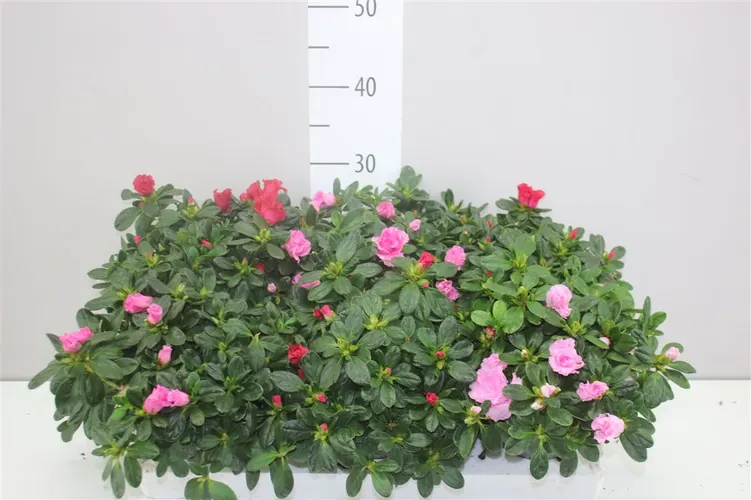 Azalka mix črepník 13 cm