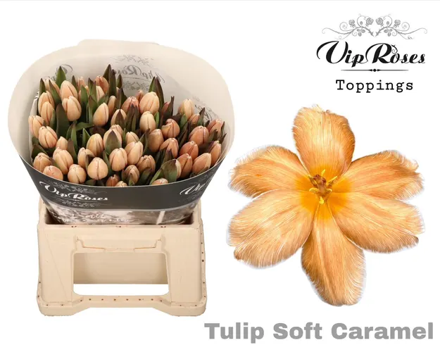 Tulipán jednoduchý A Soft Caramel 40 cm