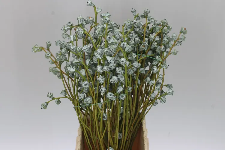 Eukalyptus Boule 60 cm