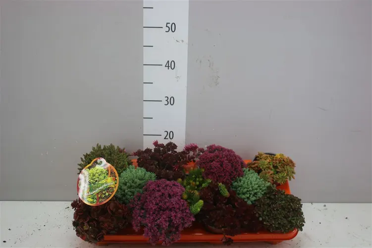 Sedum Sedumsymphonie Mix črepník 11 cm