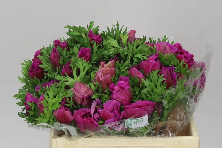 Anemonen Mistral Cerise 40 cm