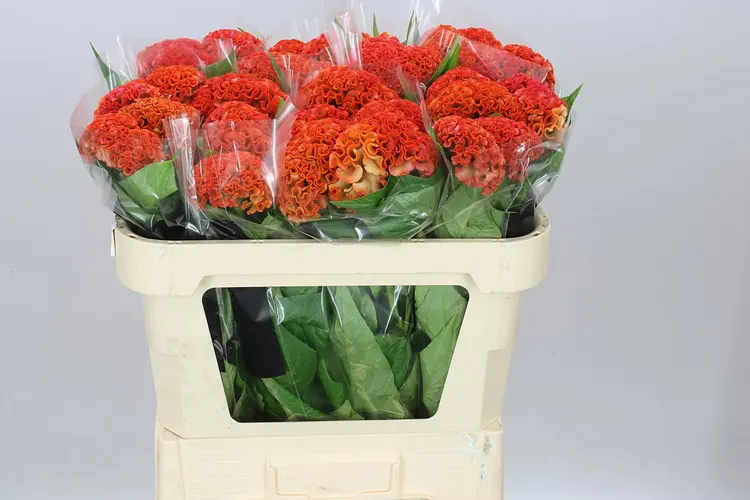 Celosia C Reprise Orange 70 cm