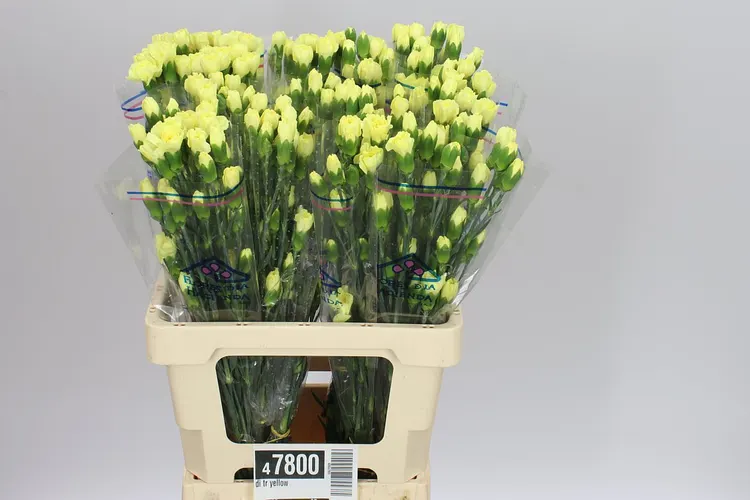 Di Tr Yellow 65 cm