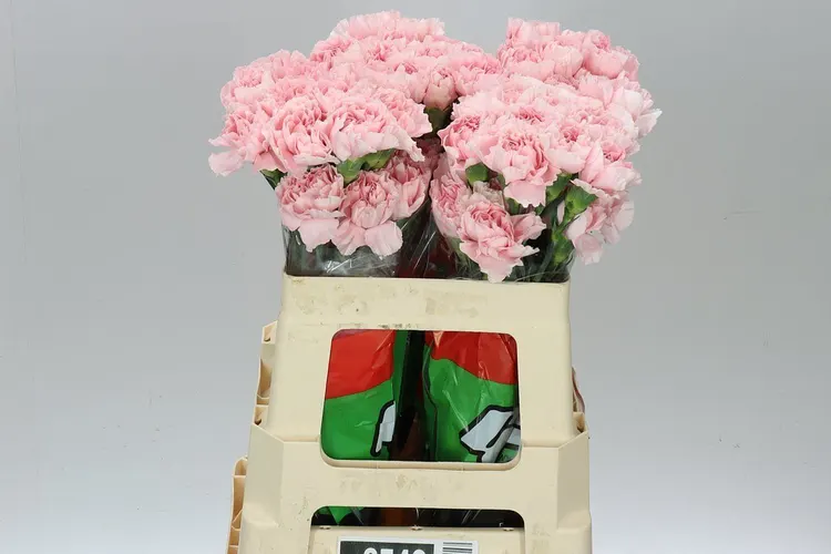 Karafiát Pale Pink 55 cm
