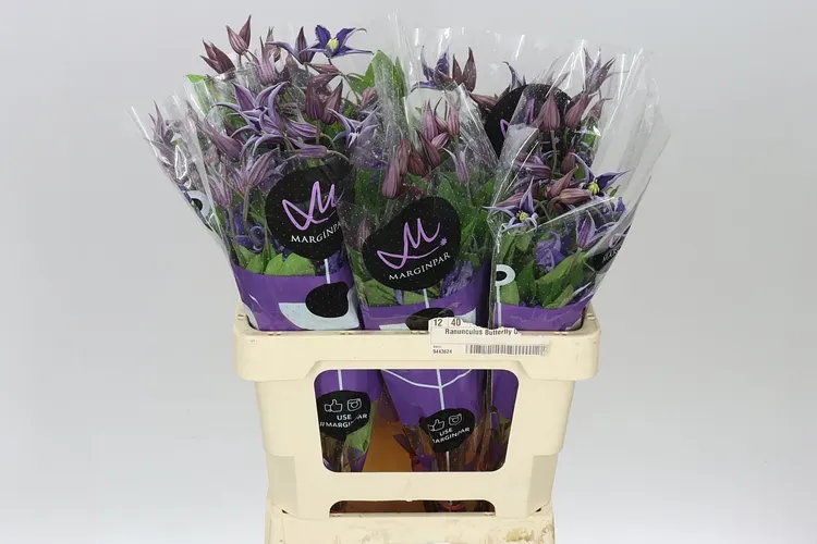 Clematis Blue Pirouette 60 cm