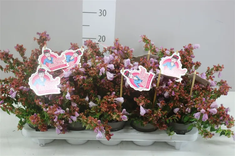 Abelia X Grandiflora Hopleys črepník 11 cm