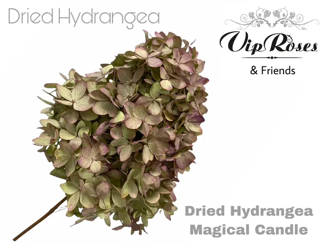 Dried Hydrangea Magical Candle 70 cm