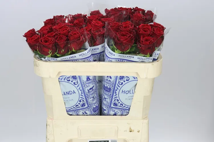 Rosa Gr Red Naomi Hol 70 cm