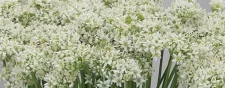 Allium Tuberosum 55 cm