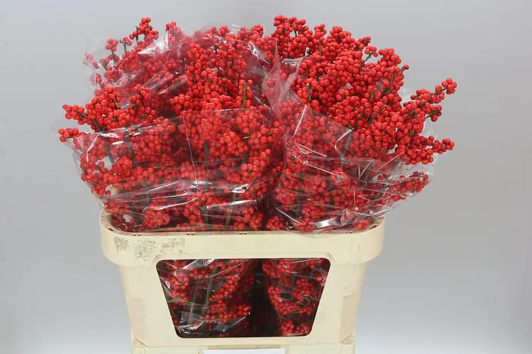 Ilex Verticillata 80 cm