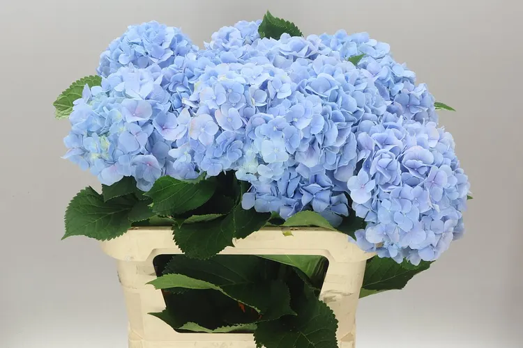 Hyd Verena Blue Pale 80 cm