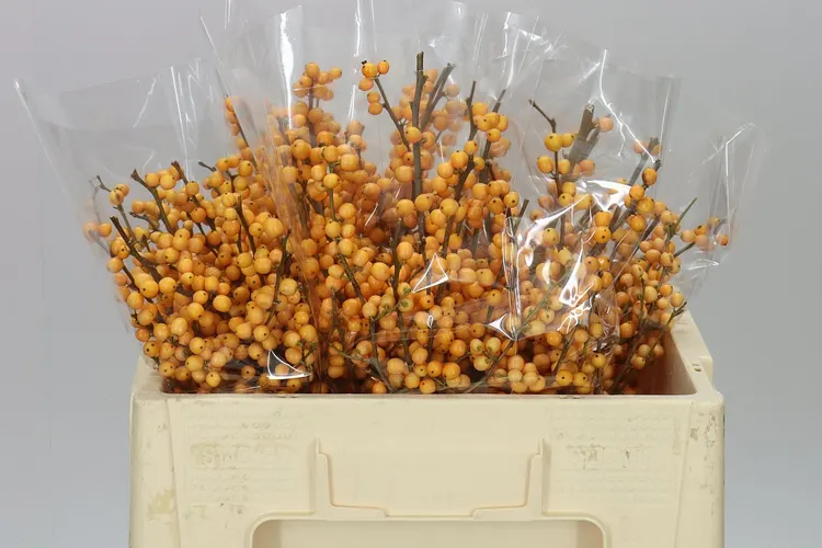 Ilex Golden Verboom 50 cm